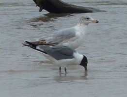 Laughing Gulls